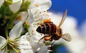 Drzewa dla pszczelarzy z dotacji Starostwa Powiatowego w Kielcach 2023r.
