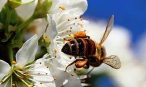 zdjecie na stronie o tytule: Drzewa dla pszczelarzy z dotacji Starostwa Powiatowego w Kielcach 2023r.