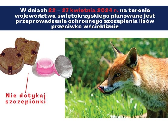 Zdjęcie do aktualności Komunikat Świętokrzyskiego Wojewódzkiego Lekarza Weterynarii o szczepieniu lisów przeciwko wściekliźnie