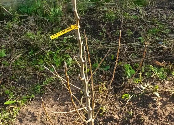 Zdjęcie do aktualności Zakup sadzonek drzew  i krzewów miododajnych, w celu ich nasadzenia na terenie gminy Łopuszno