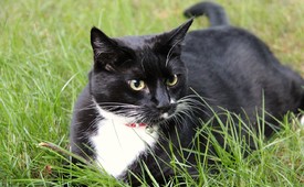 Dofinansowania zabiegów weterynaryjnych