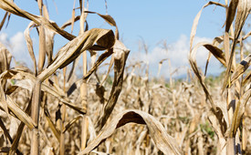 Termin składania wniosków o pomoc suszową przedłużony do 29.11.2019 r.