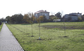 Zakup drzew i krzewów miododajnych oraz ich nasadzenie na terenie gminy Łopuszno w 2020 roku