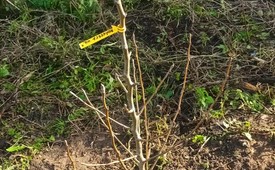 Zakup sadzonek drzew  i krzewów miododajnych, w celu ich nasadzenia na terenie gminy Łopuszno