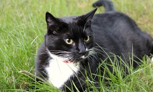 zdjecie na stronie o tytule: Dofinansowania zabiegów weterynaryjnych