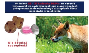 zdjecie na stronie o tytule: Komunikat Świętokrzyskiego Wojewódzkiego Lekarza Weterynarii o szczepieniu lisów przeciwko wściekliźnie