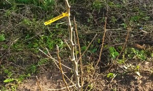 zdjecie na stronie o tytule: Zakup sadzonek drzew  i krzewów miododajnych, w celu ich nasadzenia na terenie gminy Łopuszno