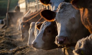 zdjecie na stronie o tytule: Ulotka informacyjna dot. pryszczycy